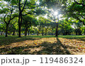 Sunny view of the landscape of Daan Forest Park 119486324