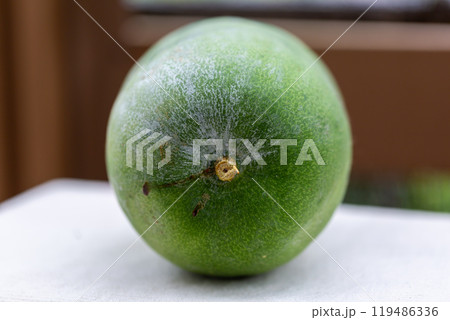 冬瓜 冬瓜 119486336