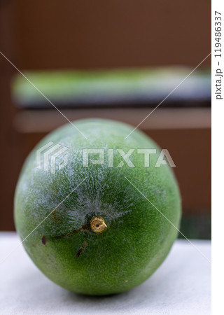 冬瓜 冬瓜 119486337