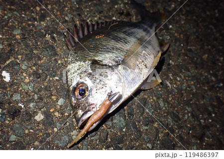 夜釣りのルアーフィッシングで釣れた黒鯛 夜釣りのルアーフィッシングで釣れた黒鯛 119486397