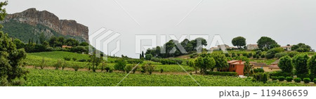 France, Cassis, Vineyard Domaine du Bagnol, AOC Cassis France, Cassis, Vineyard Domaine du Bagnol, AOC Cassis 119486659