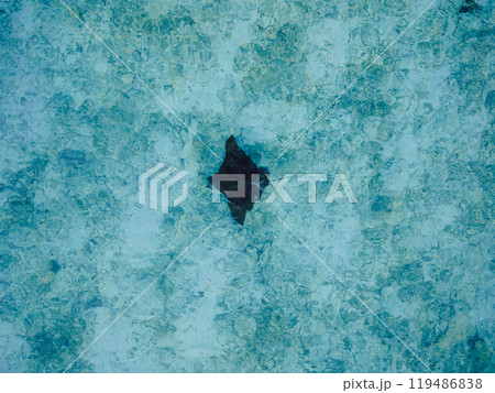 Sting ray or Manta ray in blue ocean on Maldives. Aerial drone view Sting ray or Manta ray in blue ocean on Maldives. Aerial drone view 119486838