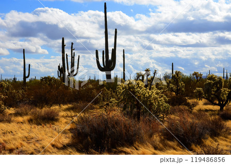 Central Sonora Desert Arizona 119486856