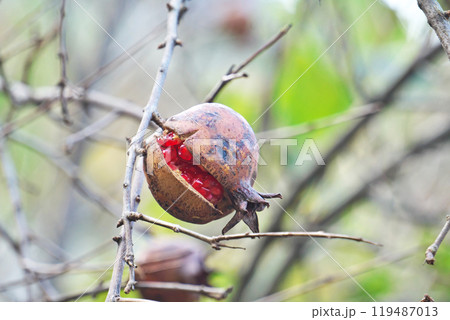 赤い果肉が見えるザクロの実（秋、十月） 119487013