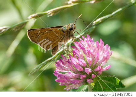 ピンク色のムラサキツメクサの蜜を吸う褐色のイチモンジセセリ 119487303