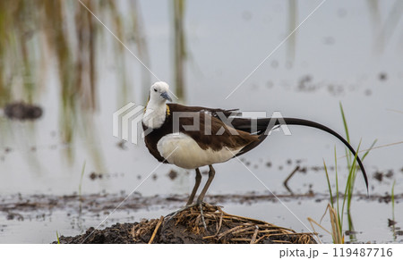 Pheasant-tailed Jacama on the ground animal portrait. 119487716