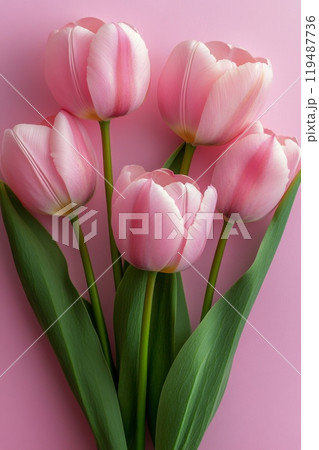 A beautiful bouquet of pink tulips arranged gracefully on a soft pink background 119487736