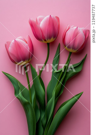 A beautiful bouquet of pink tulips arranged gracefully on a soft pink background 119487737
