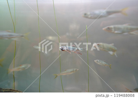 日本の東京にある葛西臨海水族館の魚たち 119488008