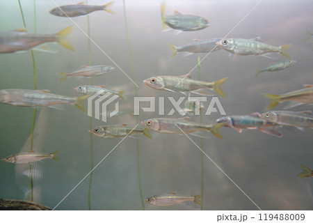 日本の東京にある葛西臨海水族館の魚たち 119488009