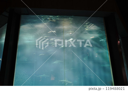 日本の東京にある葛西臨海水族館の魚たち 日本の東京にある葛西臨海水族館の魚たち 119488021