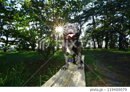 フレブルと散歩 119489079