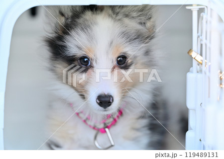 可愛い子犬 シェルティ パピー シェットランドシープドッグ 可愛い子犬 シェルティ パピー シェットランドシープドッグ 119489131
