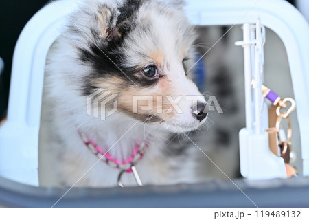 可愛い子犬 シェルティ パピー シェットランドシープドッグ 可愛い子犬 シェルティ パピー シェットランドシープドッグ 119489132