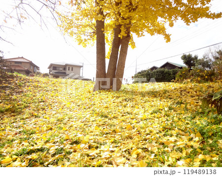 イチョウ 119489138