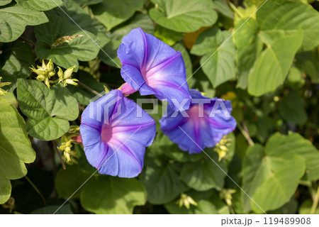 青紫のノアサガオの花 119489908