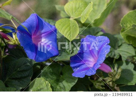 青紫のノアサガオの花 青紫のノアサガオの花 119489911