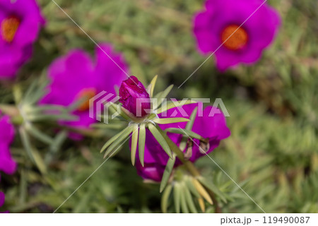 ピンク色の松葉牡丹（マツバボタン）の花 119490087