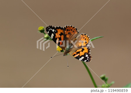 ヒメアカタテハ　蝶 119490859