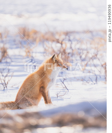冬の北海道野付半島の野生のキタキツネ 119490936
