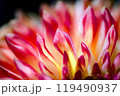 ダリアの花びら 119490937