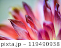 ダリアの花びら 119490938