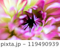 ダリアの花びら 119490939