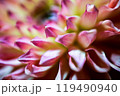ダリアの花びら 119490940