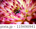 ダリアの花びら 119490941
