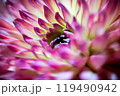 ダリアの花びら 119490942