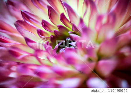 ダリアの花びら 119490942