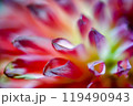 ダリアの花びら 119490943