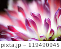 ダリアの花びら 119490945
