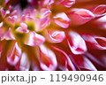 ダリアの花びら 119490946