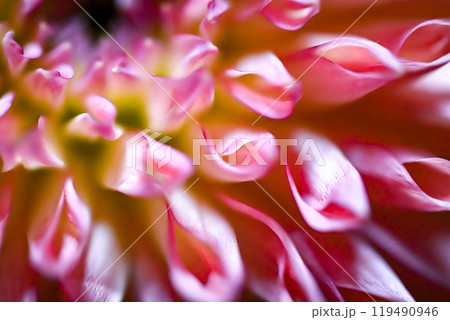 ダリアの花びら ダリアの花びら 119490946