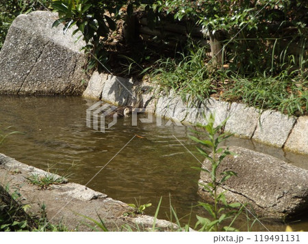 浜ノ池から用水路に出て散歩をするカルガモの親子 119491131