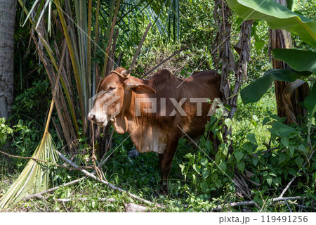 A brown Philippine cow is taking shade among trees in the Batangas province, Philippines  A brown Philippine cow is taking shade among trees in the Batangas province, Philippines  119491256