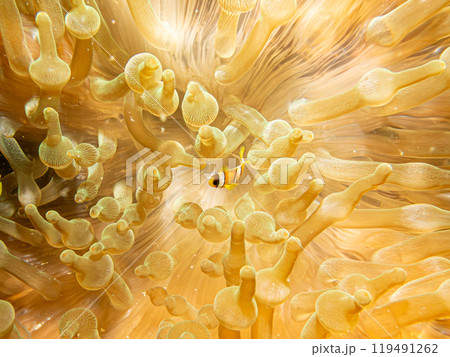Clark's anemonefish, Amphiprion clarkii, and bubble-tip anemone, or entacmaea quadricolor Clark's anemonefish, Amphiprion clarkii, and bubble-tip anemone, or entacmaea quadricolor 119491262