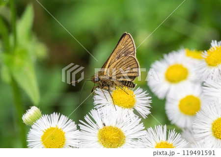 白いハルジオンの花の蜜を吸うコチャバネセセリ 119491591