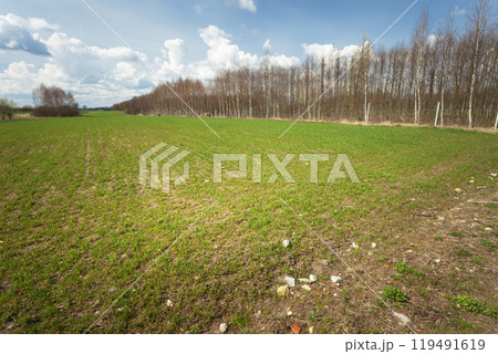 Small green grain growing in the field and young forest, spring day Small green grain growing in the field and young forest, spring day 119491619