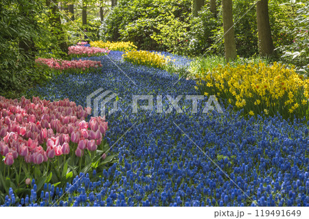 Spring Grape Hyacinth field in garden at Lisse near Amsterdam Holland Netherlands Spring Grape Hyacinth field in garden at Lisse near Amsterdam Holland Netherlands 119491649
