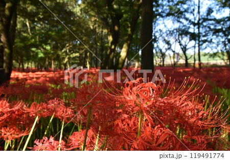 晴れた朝の巾着田の満開の彼岸花 埼玉 晴れた朝の巾着田の満開の彼岸花 埼玉 119491774