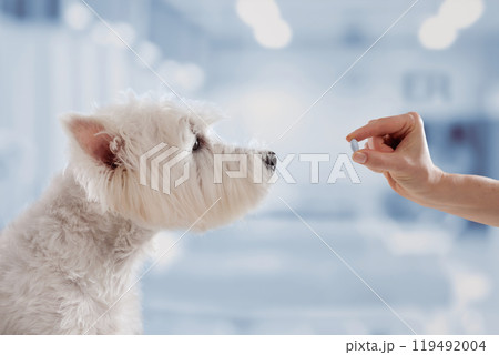 veterinarian giving pill to white dog close up in veterinary clinic, dog treatment 119492004