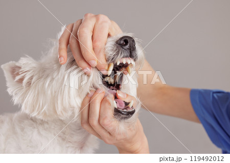 Female veterinarian examining the oral health of a West Highland White Terrier on a white background 119492012