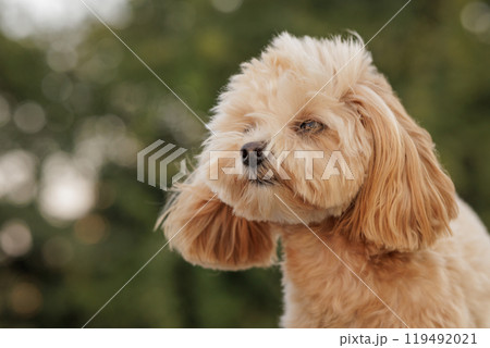 portrait of cute brown dog toy poodle in the wind in the park, strong wind 119492021