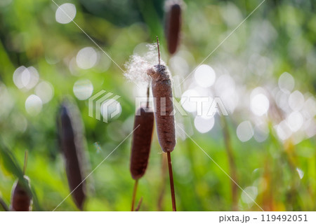 秋の湿地に佇むガマの穂 自然の静寂と生命力を捉えた風景写真 秋の湿地に佇むガマの穂 自然の静寂と生命力を捉えた風景写真 119492051