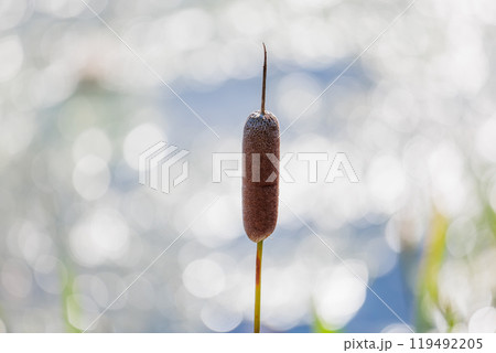秋の湿地に佇むガマの穂 自然の静寂と生命力を捉えた風景写真 秋の湿地に佇むガマの穂 自然の静寂と生命力を捉えた風景写真 119492205