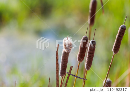 秋の湿地に佇むガマの穂 　自然の静寂と生命力を捉えた風景写真 119492217