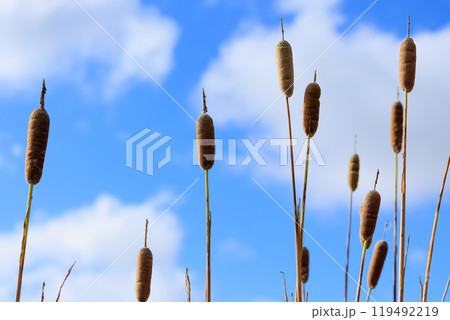 秋の湿地に佇むガマの穂 　自然の静寂と生命力を捉えた風景写真 119492219
