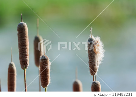 秋の湿地に佇むガマの穂 　自然の静寂と生命力を捉えた風景写真 119492231